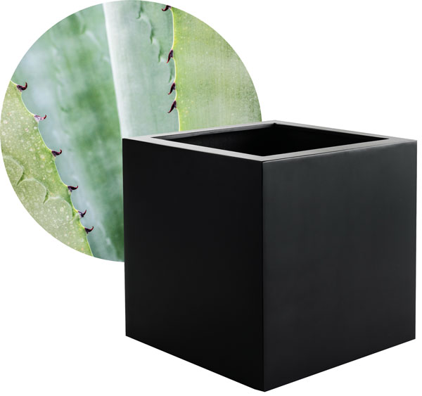 Argento-plant Argento-plant