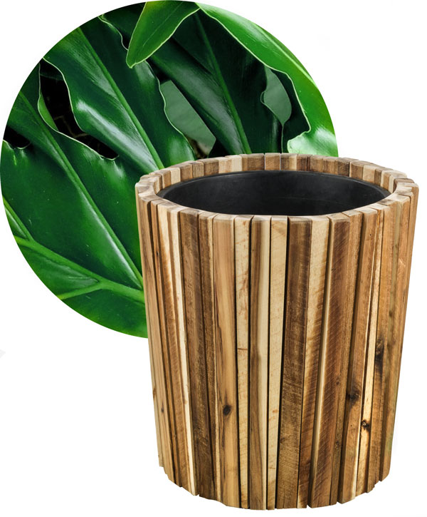 marrone-plant marrone-plant